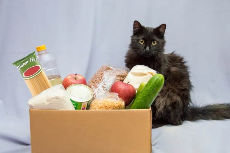 Czy kot może jeść makaron? Sprawdź, co mówią eksperci!
